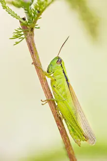 European Grasshopper Species Drucke: Marco image of an insect