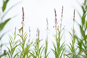 Russian Nature Photography Drucke: Marco image of an insect