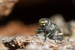 Biodiversity In Europe Drucke: Marco image of an insect