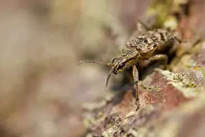 Wildlife Fauna Drucke: Marco image of an insect