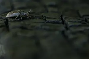 Russian Wildlife Drucke: Marco image of an insect