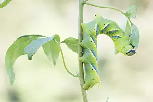 Lepidoptera Species Drucke: Marco image of an insect