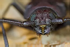 Outdoor Wildlife Photography Drucke: Marco image of an insect