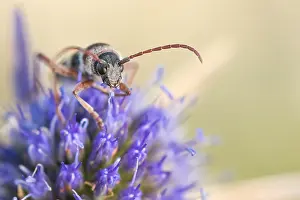 Marco ist ein Bild eines Insekts.