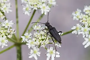 Gerahmter Druck : Marco-Bild eines Insekts. Gerahmter Druck : Marco-Bild eines Insekts.