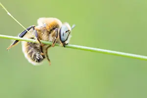 Wildlife Photography Russia Drucke: Marco image of an insect