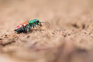 Bilder Datiert 5. Juni 2019: Marco ist ein Insekt.