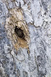 Germany Wildlife Fauna Drucke: Marco image of an insect