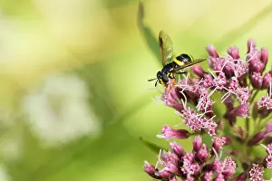 Bilder Datiert 15. August 2019: Marco ist ein Insektenbild.