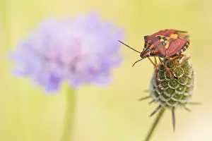 Marco ist ein Bild eines Insekts.