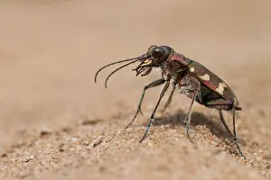 Marco ist ein Insektenbild.