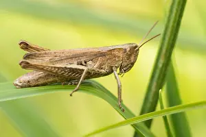 European Grasshopper Species Drucke: Marco image of an insect