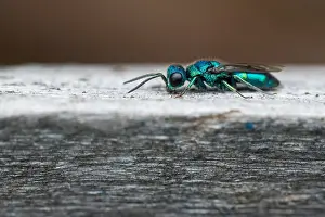 Wildlife Fauna Drucke: Marco image of an insect