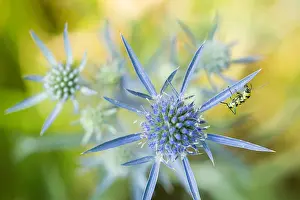 Outdoor Wildlife Photography Drucke: Marco image of an insect
