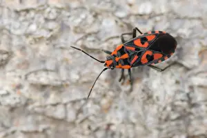 Marco ist ein Insektenbild.