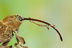 Bilder Datiert 1. Dezember 2007: Marco ist ein Bild eines Insekts.