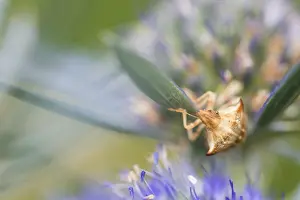 Bilder Datiert 10. August 2019: Marco-Bild eines Insekts