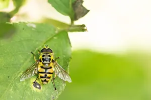 Germany Wildlife Fauna Drucke: Marco image of an insect