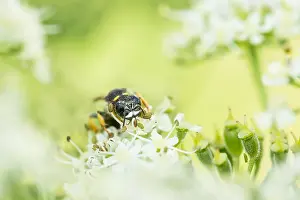 Wildlife Fauna Europe Drucke: Marco image of an insect
