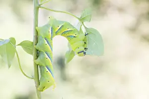 German Fauna And Flora Images Drucke: Marco image of an insect