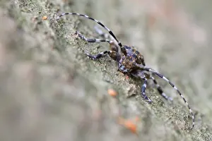 Bilder vom 7. Juli 2013: Marco ist ein Bild eines Insekts.