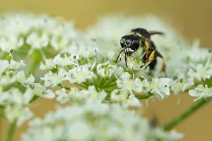 Bilder Datiert 1. August 2019: Marco ist ein Insektenbild.