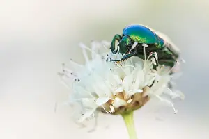Marco ist ein Insektenbild.