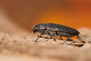German Nature Images Drucke: Marco image of an insect