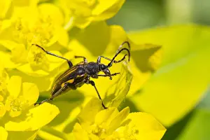 Bilder Datiert 1. Juni 2014: Marco ist ein Bild eines Insekts.