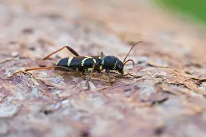 Juli Drucke: Marco-Bild eines Insekts.