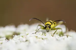 Outdoor Wildlife Photography Drucke: Marco image of an insect