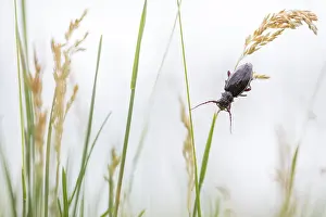 Marco ist ein Bild eines Insekts.