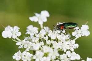 Baden Wurttemberg Fauna Drucke: Marco image of an insect
