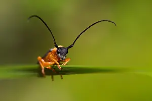 Germany Wildlife Fauna Drucke: Marco image of an insect