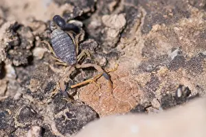 Wildlife Fauna Europe Drucke: Marco image of an insect