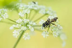 Gerahmter Druck : Marco ist ein Insektenbild. Gerahmter Druck : Marco ist ein Insektenbild.
