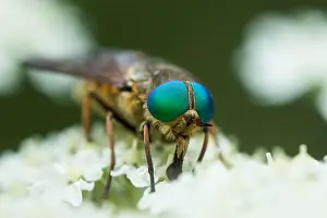 Wildlife Fauna Drucke: Marco image of an insect