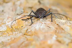 Outdoor Wildlife Photography Drucke: Marco image of an insect