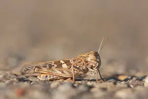 European Grasshoppers Drucke: Marco image of an insect