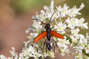 Germany Wildlife Fauna Drucke: Marco image of an insect