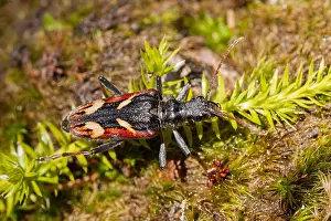 Wildlife Photography Germany Nature Drucke: Marco image of an insect
