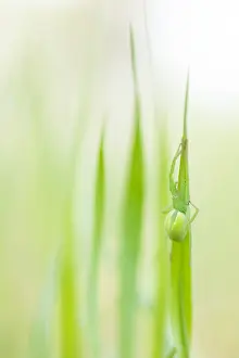 Asian Wildlife Images Drucke: Marco image of an insect