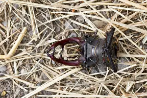 Bilder Datiert 20. Juni 2013: Marco ist ein Insektbild.