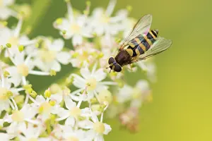 Syrphus Ribesii Drucke: Marco image of an insect