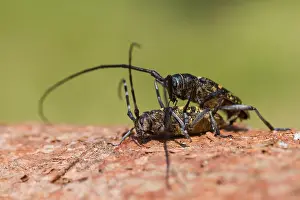 German Wildlife Images Online Drucke: Marco image of an insect