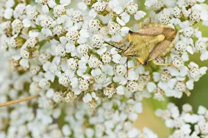 Gerahmter Druck : Marco ist ein Insektenbild. Gerahmter Druck : Marco ist ein Insektenbild.