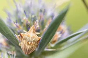 August Drucke: Marco ist ein Insektbild.
