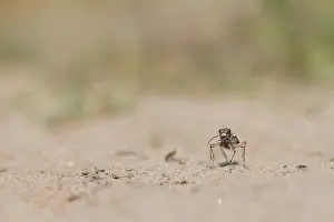 Northern Dune Tiger Beetle Drucke: Marco image of an insect