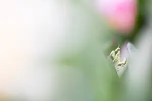 Marco image of an insect