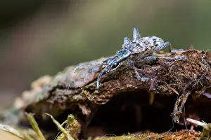 Bilder Datiert 16. Juni 2013: Marco ist ein Insektenbild.
